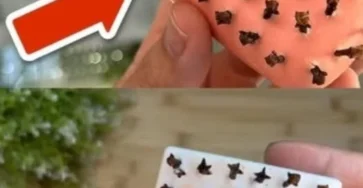 Repelente natural de clavo para mantener alejados a los insectos